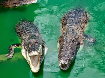 крокодилы в таиланде
