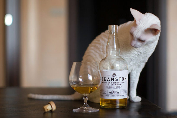 Кот смотрит на бутылку алкоголя и бокал в Турции