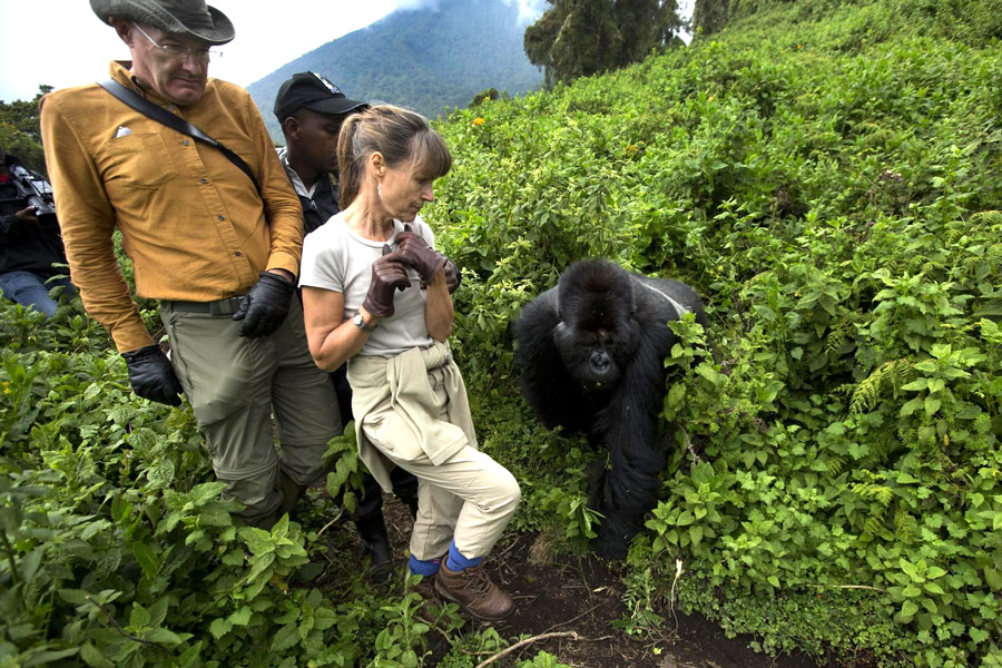 гориллы руанды