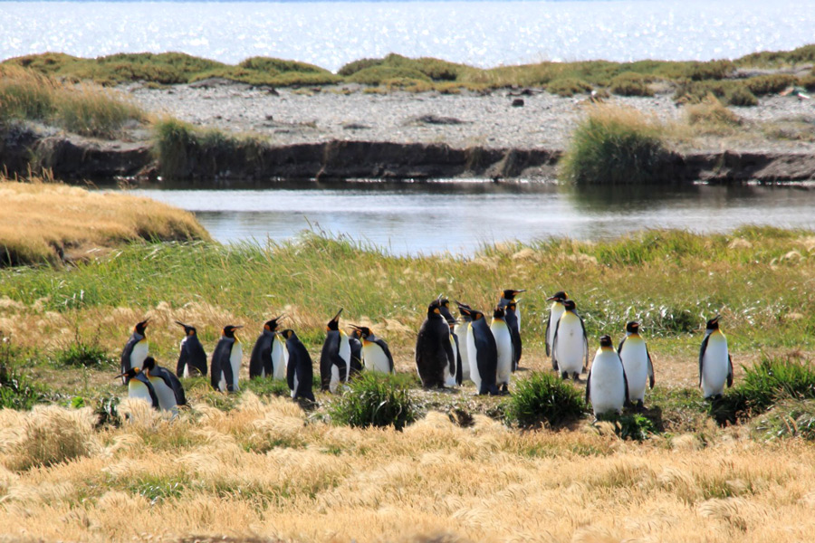 Пляж Inutil Bay чили пингвины