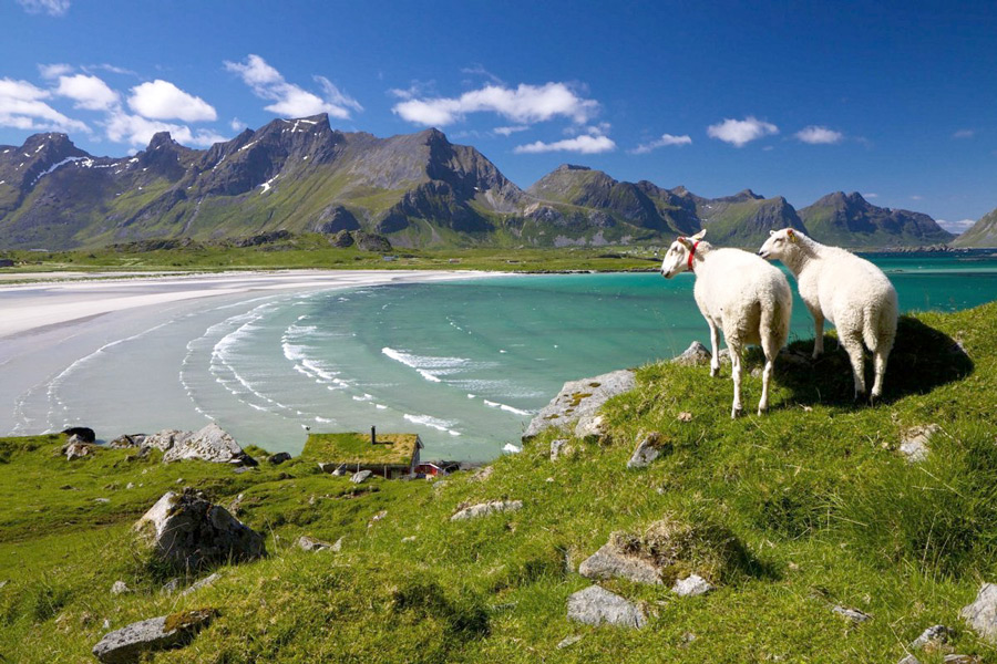 Лофотенские острова норвегия овцы на пляже