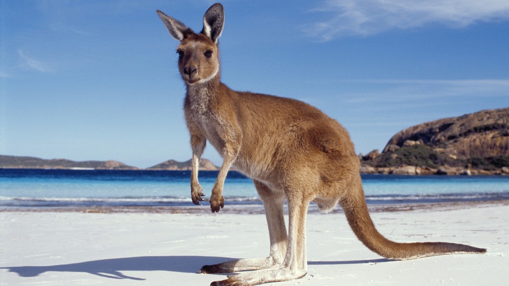 кенгуру на пляже австралия