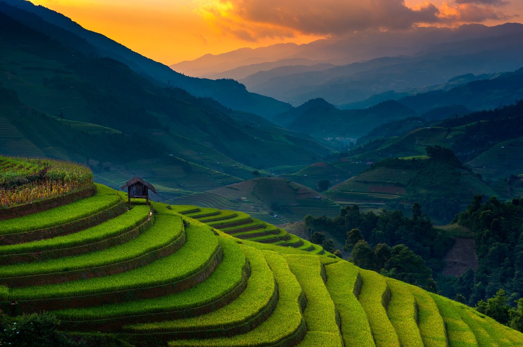 Рисовые поля по Вьетнаме