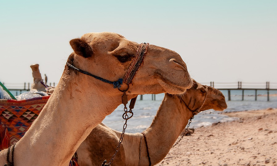 Верблюд на пляже Шарм эль Шейха