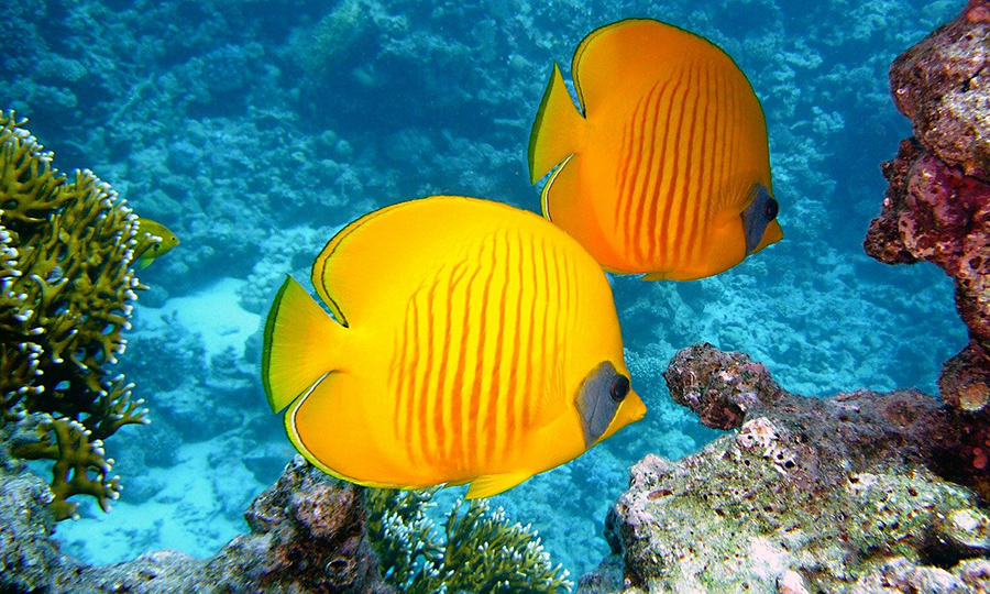 Две желтые рыбки на рифе во время дайвинга в Шарм-эль-Шейхе.