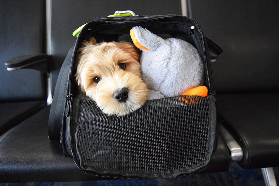 С хвостиками без очереди: в аэропорту Стамбула открыли стойку регистрации для путешественников с домашними животными