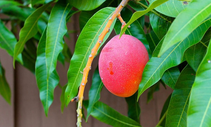 Египетское манго на дереве. Сезон манго в Египте