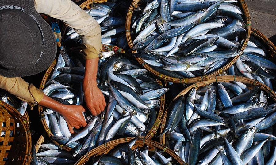 Достопримечательности Мальдив - Рыбный рынок в Мале