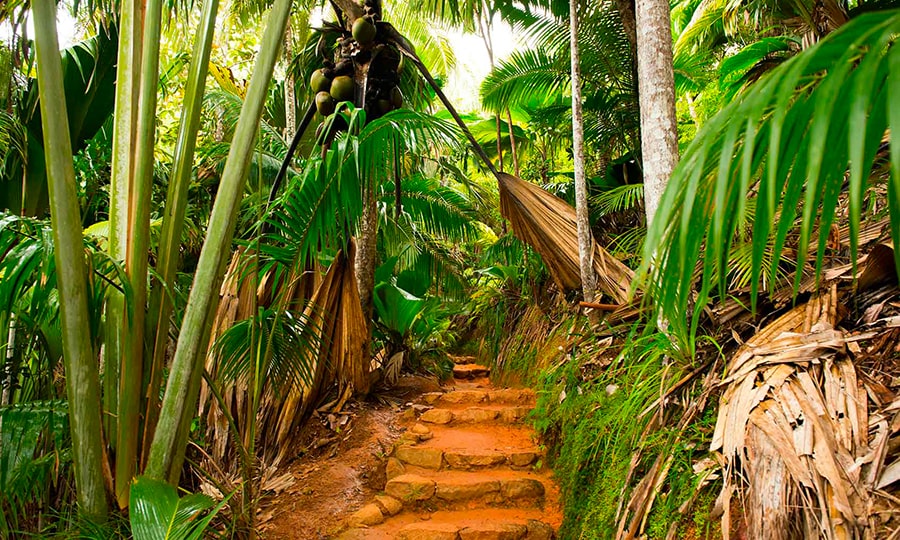 сейшелы достопримечательности - Майская долина