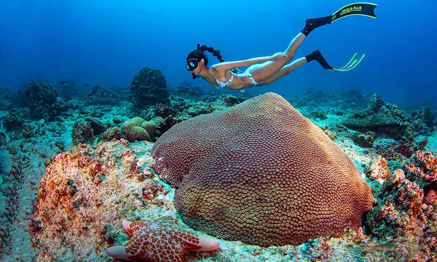 Мальдивы или Сейшелы - Подводный мир Сейшел