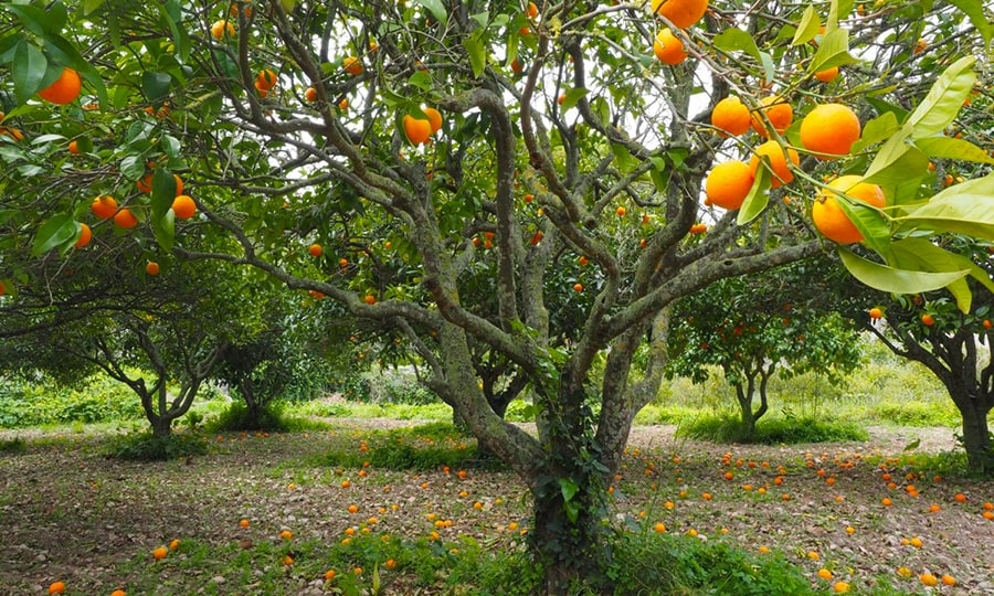 Апельсиновая роща, Кемер, Турция