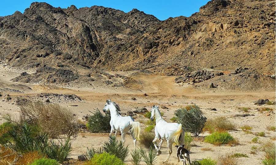 Достопримечательность Национальный парк Набк. Шарм-эль-Шейх. Египет